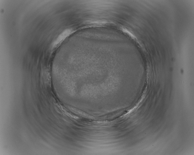 X0000069831354200606021326