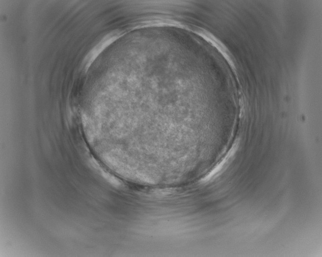 X0000069831385200606021325