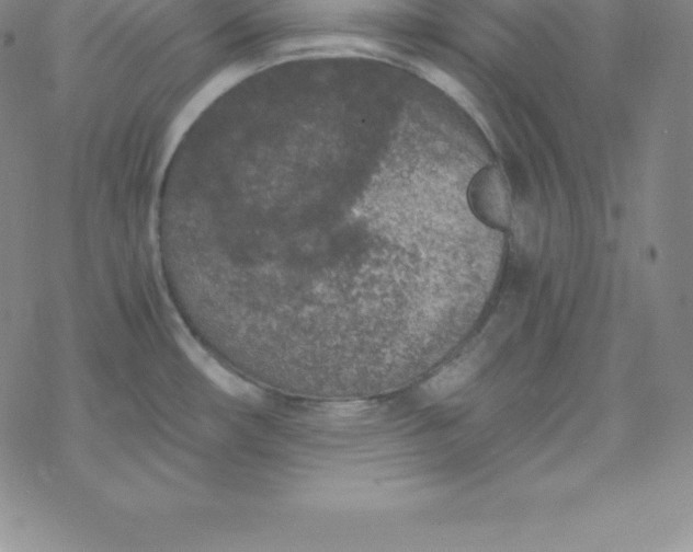 X0000069831482200606021324