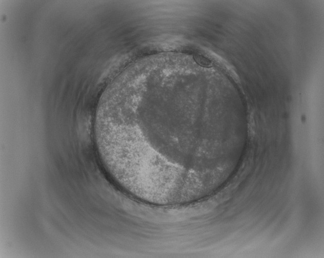 X0000069830018200606091457