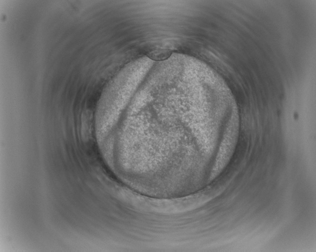 X0000069830030200606091457