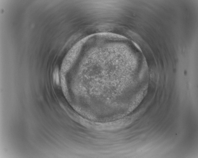 X0000069830046200606091457