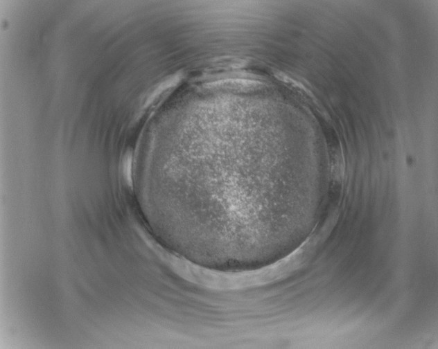 X0000069830047200606091457