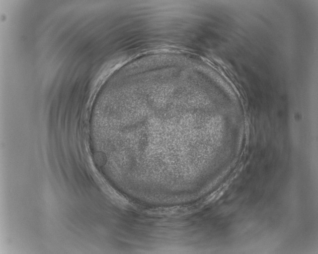 X0000069830049200606091456