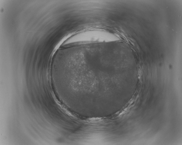 X0000069830052200606091456