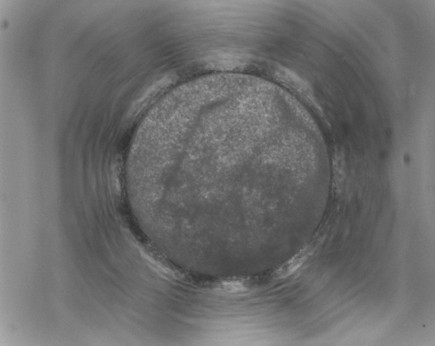 X0000069830114200606091455