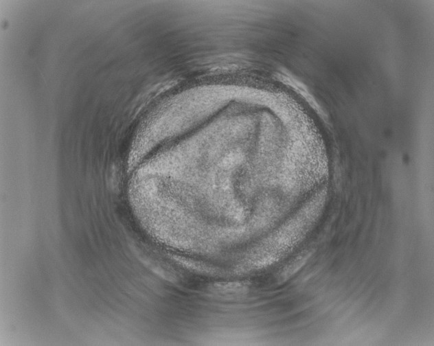 X0000069830161200606091454