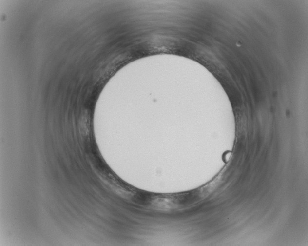 X0000069830174200606091455