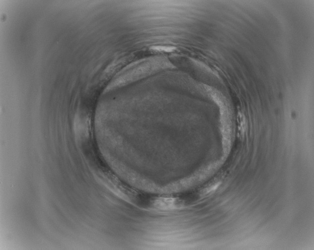 X0000069830227200606091454