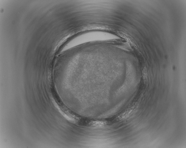 X0000069830352200606091451