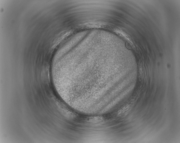 X0000069830398200606091451