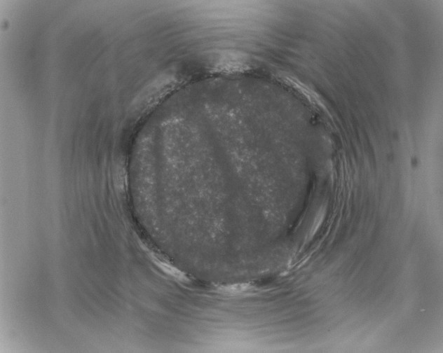 X0000069830517200606091449