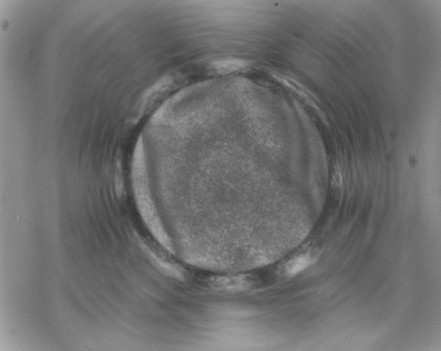 X0000069830524200606091449