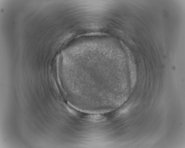 X0000069830528200606091449