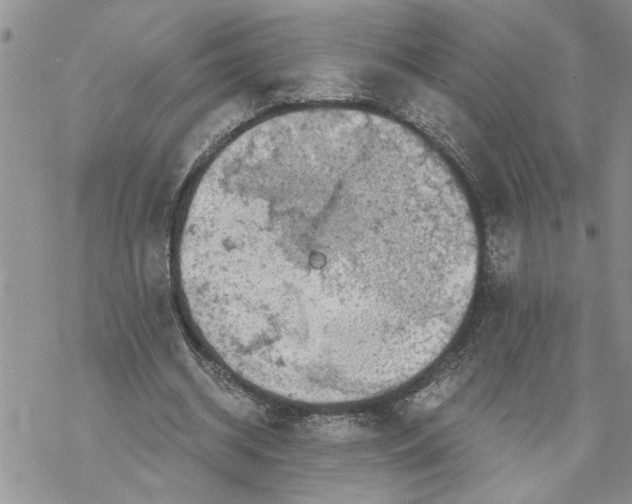 X0000069830534200606091448