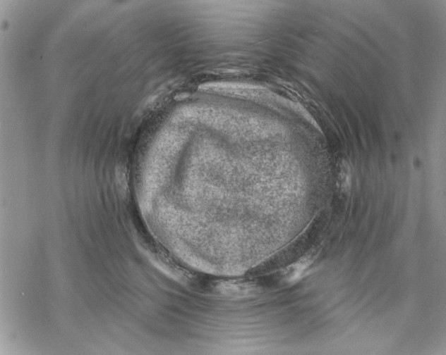 X0000069830568200606091449