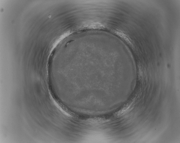 X0000069830630200606091446