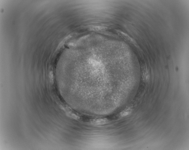 X0000069830716200606091446