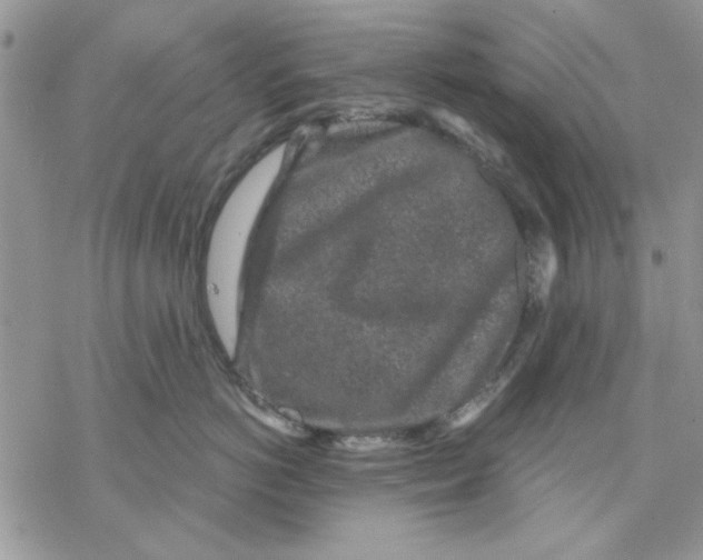 X0000069830766200606091446