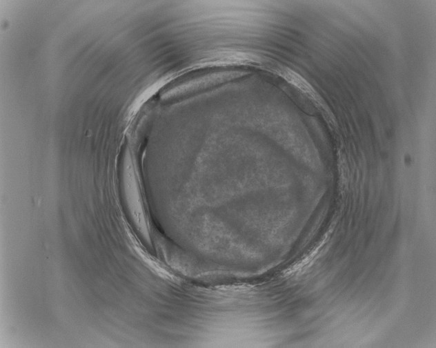 X0000069830842200606091444