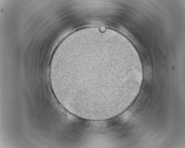 X0000069830856200606091444