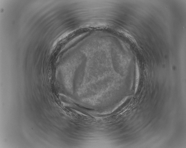 X0000069830920200606091442