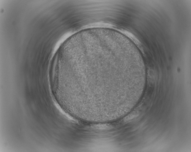 X0000069830998200606091441