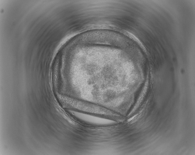 X0000069831035200606091441