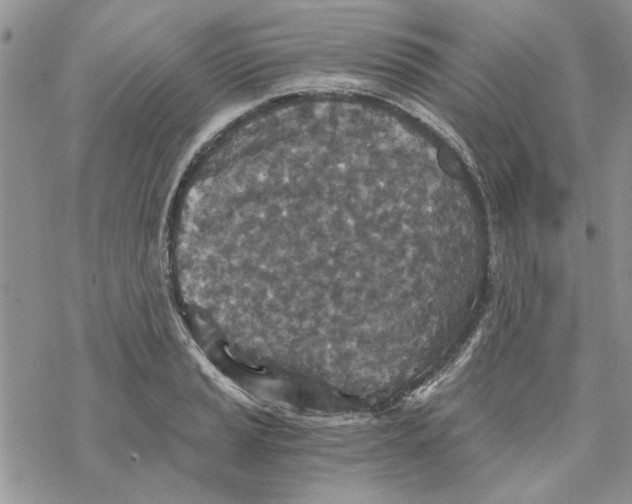 X0000069831037200606091441