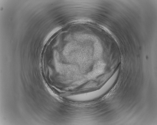 X0000069831042200606091441