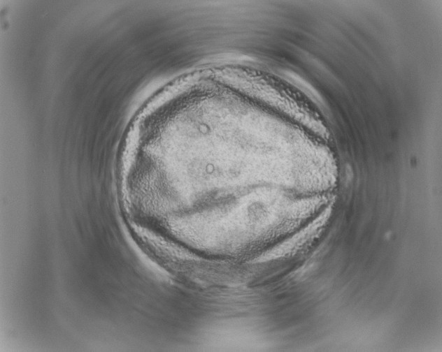 X0000069831055200606091441