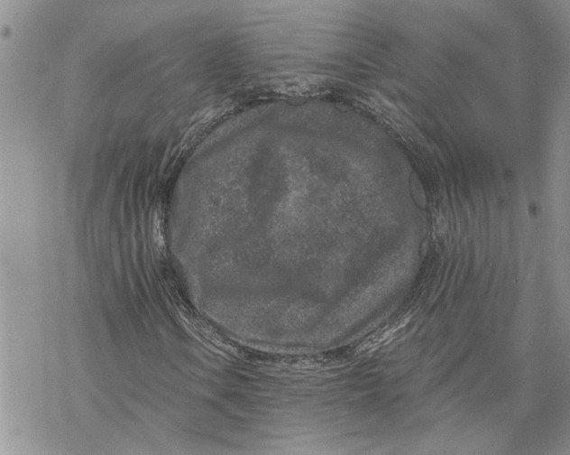 X0000069831106200606091439