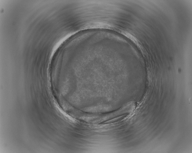 X0000069831120200606091439