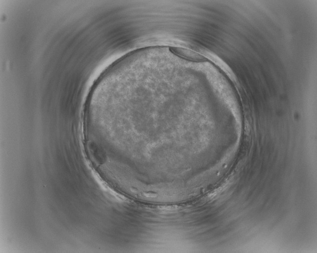 X0000069831144200606091439