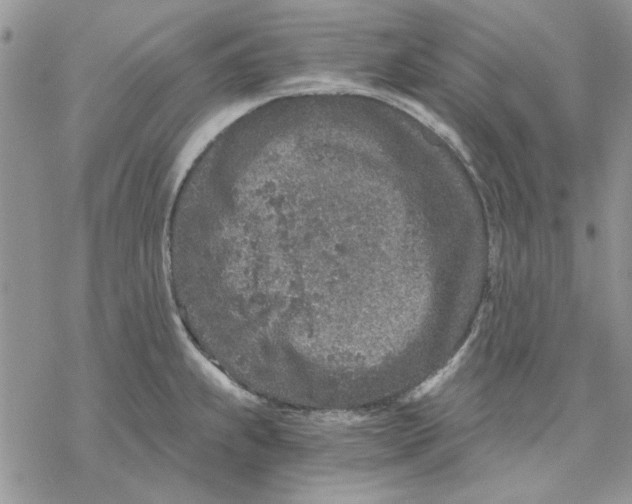 X0000069831239200606091438