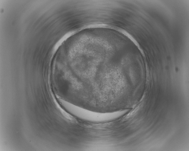 X0000069831245200606091438