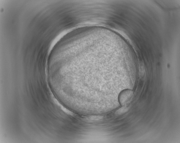 X0000069831294200606091436