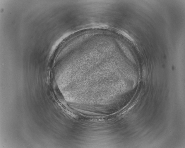 X0000069831310200606091436