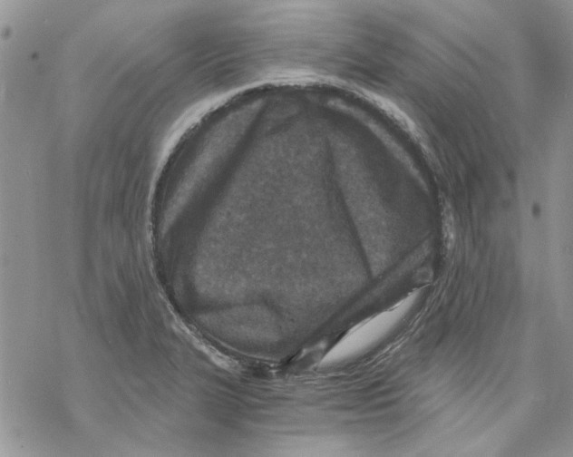 X0000069831327200606091436