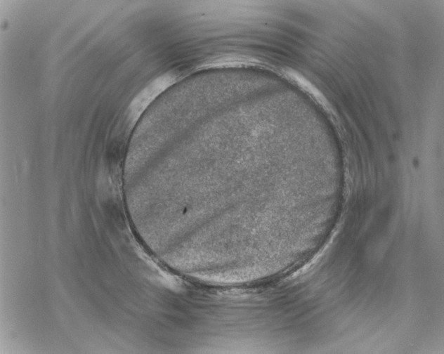 X0000069831329200606091436