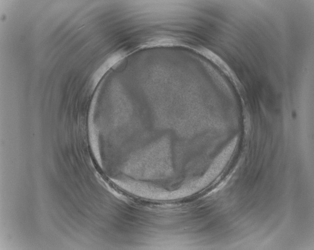 X0000069831337200606091436