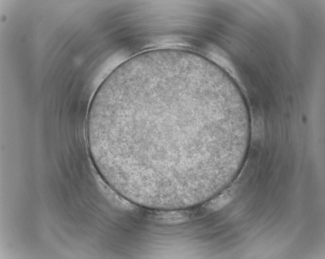 X0000069831338200606091436