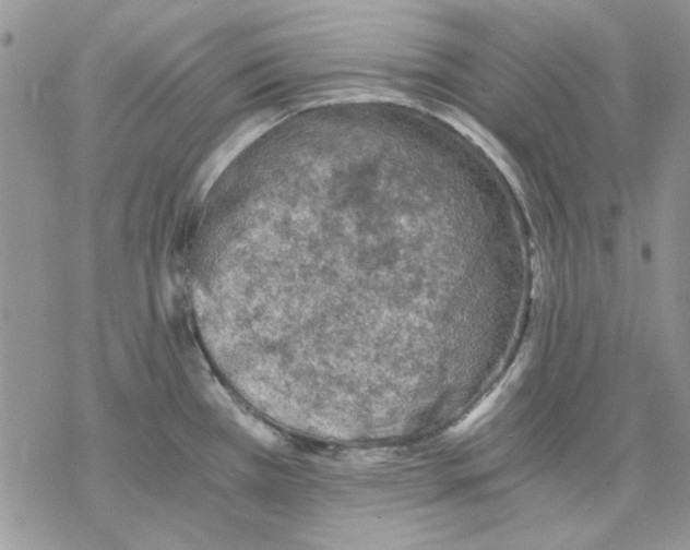 X0000069831385200606091435