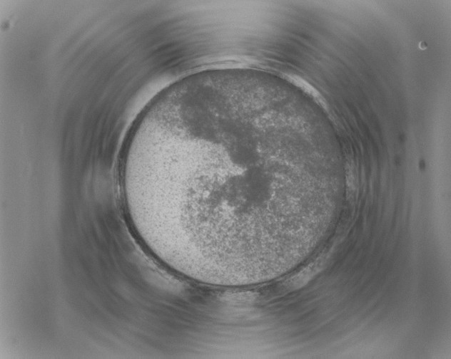 X0000069831466200606091434