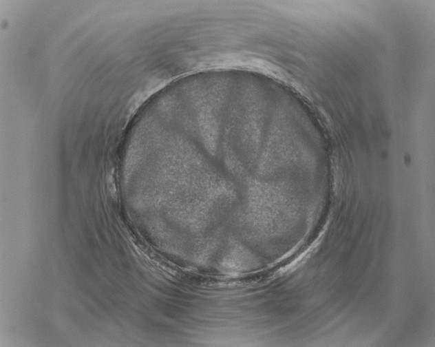 X0000069831497200606091433