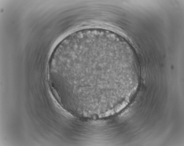 X0000069831522200606091433