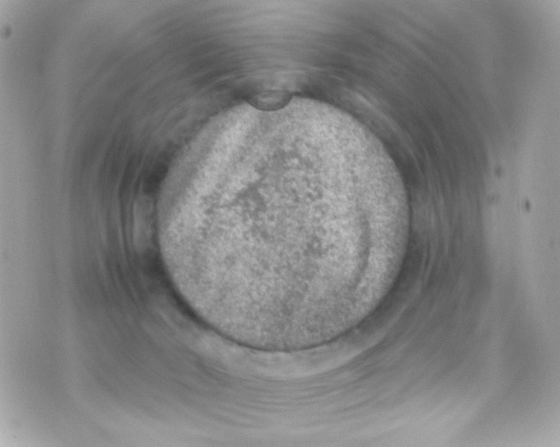 X0000069830030200606161951