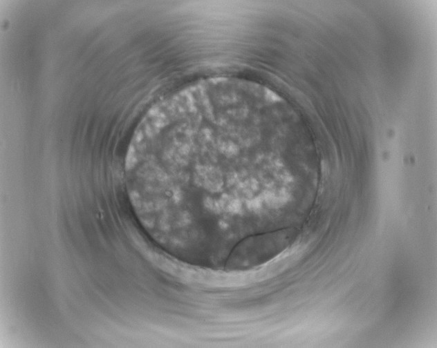 X0000069830048200606161951