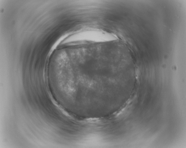 X0000069830052200606161950