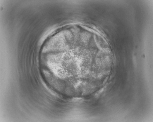 X0000069830055200606161950